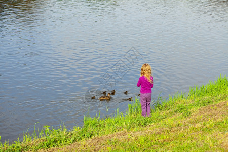 女孩看着鸭子和的图片
