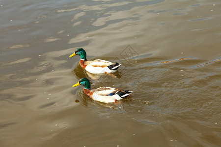 在水中漂浮的鸭子图片