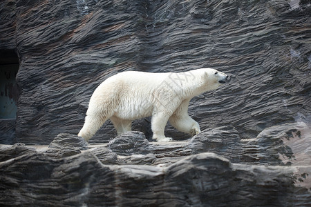 岩石上北极熊图片