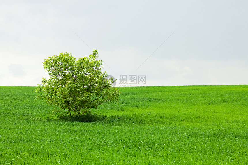 绿盒和孤单的树在蓝天对面图片