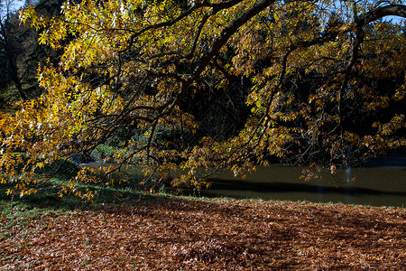 站在池塘旁的森林中秋树背景图片