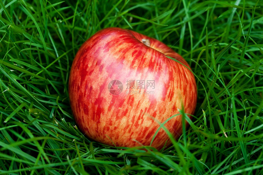 躺在绿草上的红苹果图片