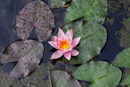 美丽的百花在水中图片