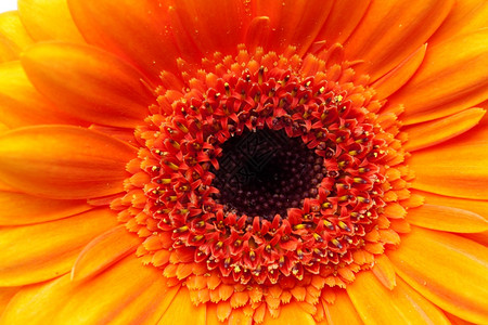 橙色梅花的背景图片