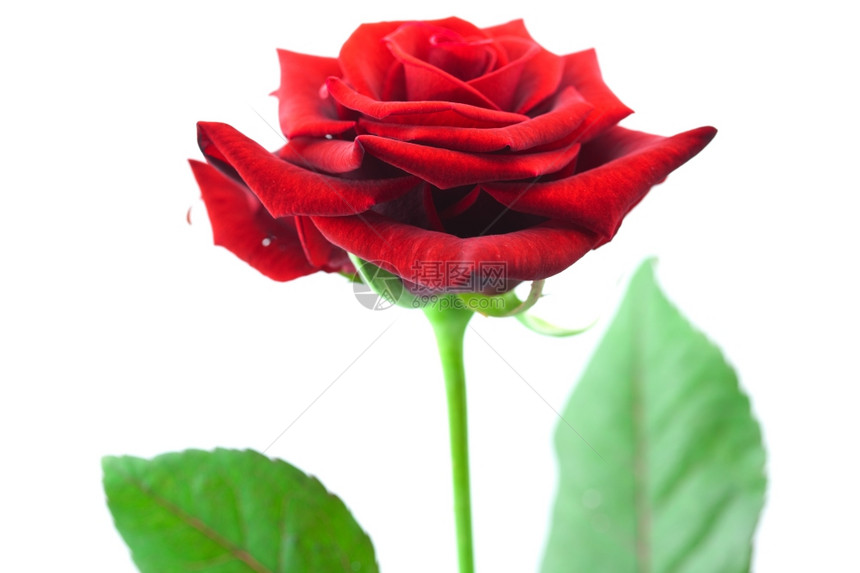 美的红玫瑰孤立在白色的玫瑰上图片