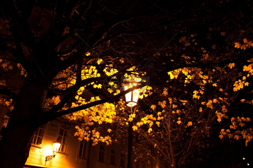 布拉格夜晚的路灯图片