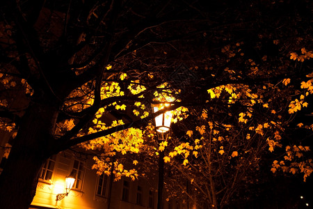 布拉格夜晚的路灯背景图片