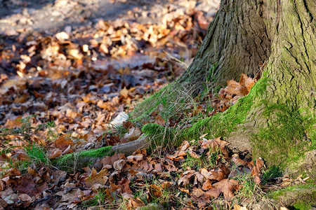 大树根植于秋林的苔图片