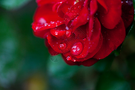 玫瑰带雨滴乌鲁鲁雨高清图片