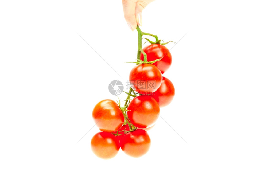 你的手里有一堆番茄男人在白色上被孤立图片