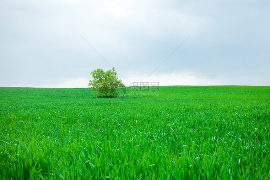 孤单的树站在田野中图片