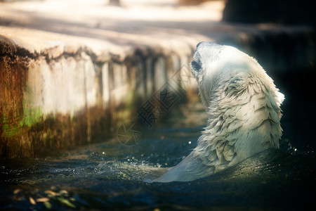 动物园水中的北极熊图片