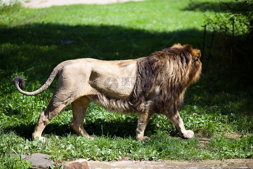 动物园里大漂亮的狮子图片