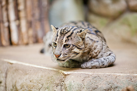 瑞虎迎祥在动物园捕猎美丽的野猫背景