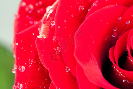 露水玫瑰下着水滴的红玫瑰背景