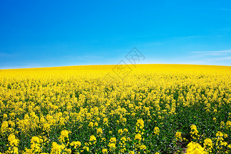 蓝天被黄色农场瓦罗尼高清图片