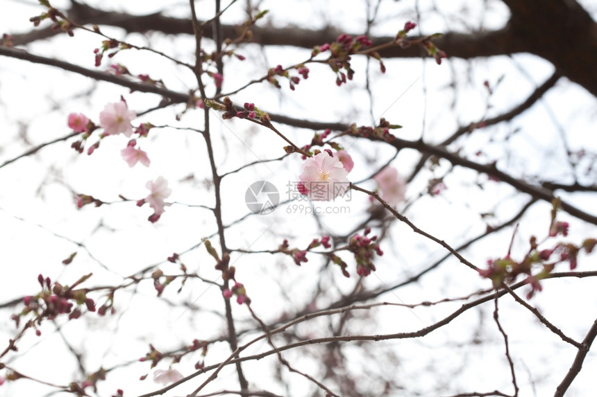 花朵在樱枝上盛开朵与天空对立图片