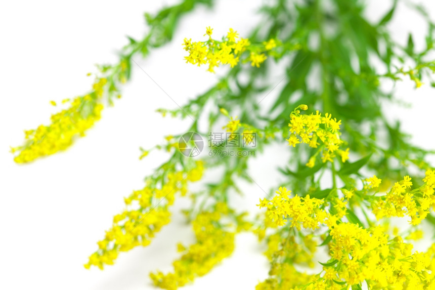 白上孤立的黄色田野花朵图片