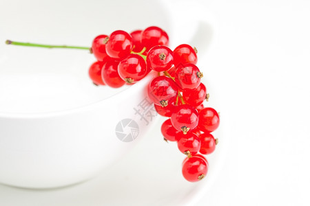 红色树枝和杯子的红色树枝与一块盘子隔着白色的杯图片