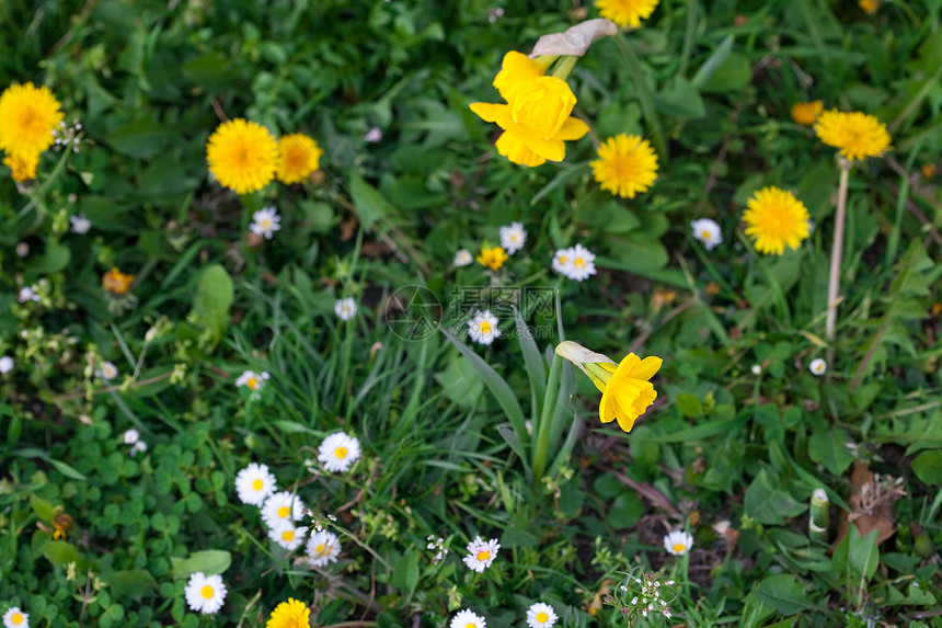 蒲公英绿草和雏菊的背景图片
