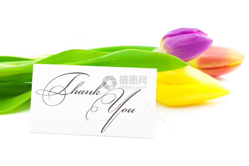 彩色的郁金香和一张签名的卡片感谢您在白色上被孤立图片