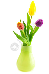 白色隔离的花瓶中彩色郁金香高清图片