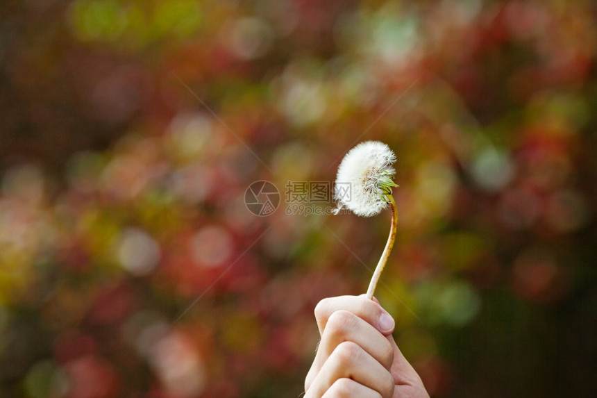 人手的花朵图片