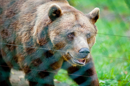 动熊素材棕熊在大自然上背景