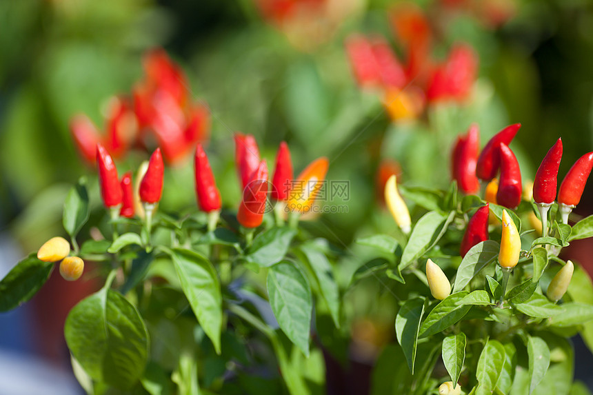 辣椒和绿叶背景图片