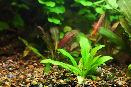 绿色植物水族馆背景高清图片