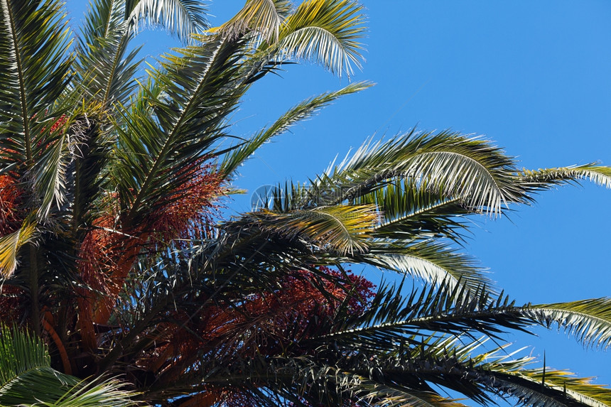 背景上的棕榈树a南方蓝天图片