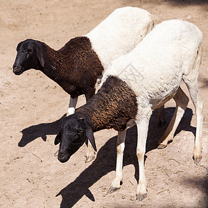黑色的羊和在动物园开放的笼子里白黑羊背景