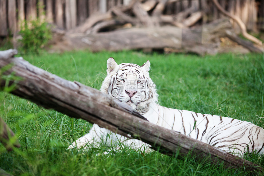 白老虎在动物园的开放笼子里图片