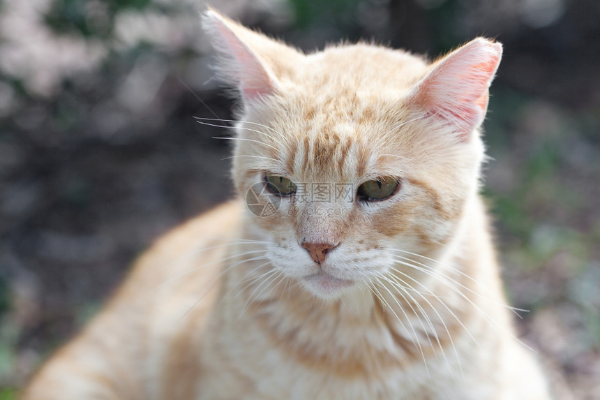 露天街头猫肖像图片