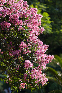 绿树上的粉红花图片