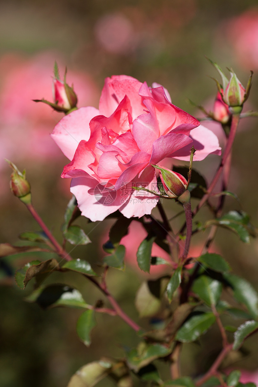 园中美丽的玫瑰图片