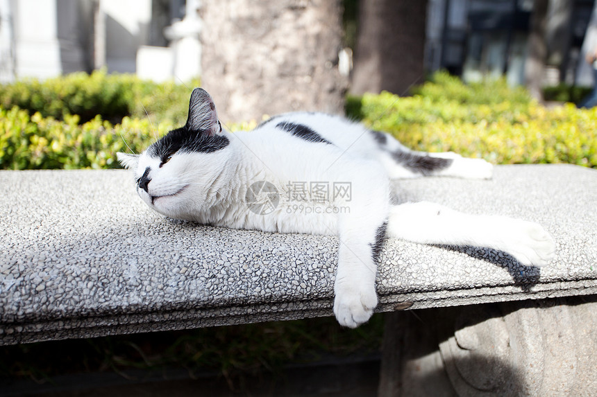 露天街头猫肖像图片