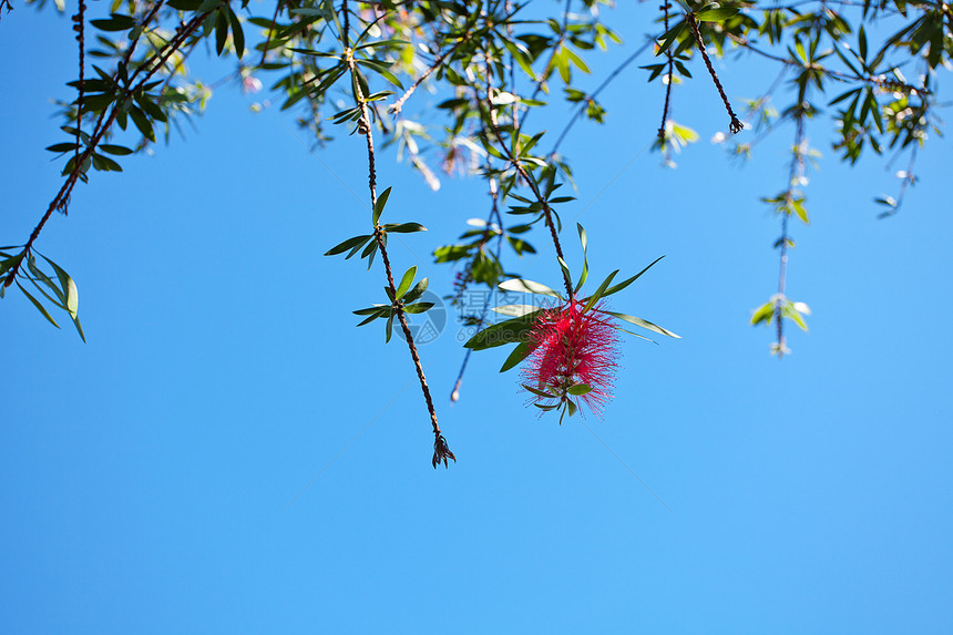 天空背景的绿树上粉红色花朵图片