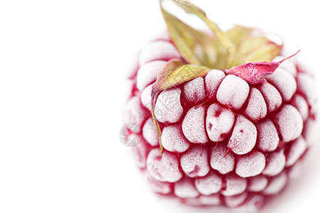 黑莓白叶水果乌蔹莓高清图片