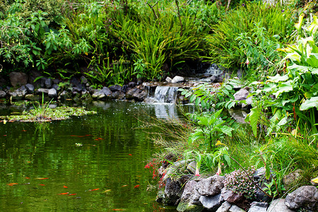 小绿鱼周围的鱼池和绿树背景