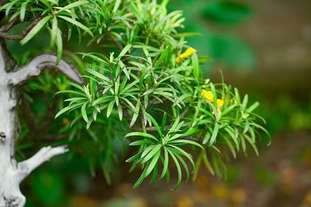 在一个植物园的美盆子背景图片