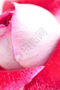 异常美丽的红玫瑰背景图片