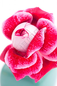 花瓶里异常美丽的红玫瑰图片