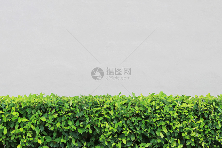 花园里的绿树灌木混凝土墙底图片