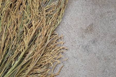 水稻厂位于泥地板上稻厂位于自然和有机食品概念的水泥地板上图片