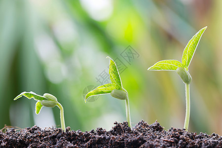 蔬菜花园的土壤上有绿豆芽植物园的土壤上也有绿豆芽种植和农业概念有自然布基背景背景图片