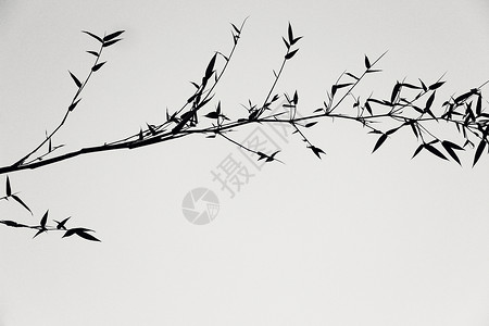 树影黑白颜色像日本画图片