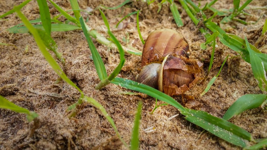 草地上一片破碎的蜗牛壳高清图片