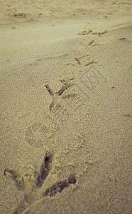 沙滩上的鸟脚印图片