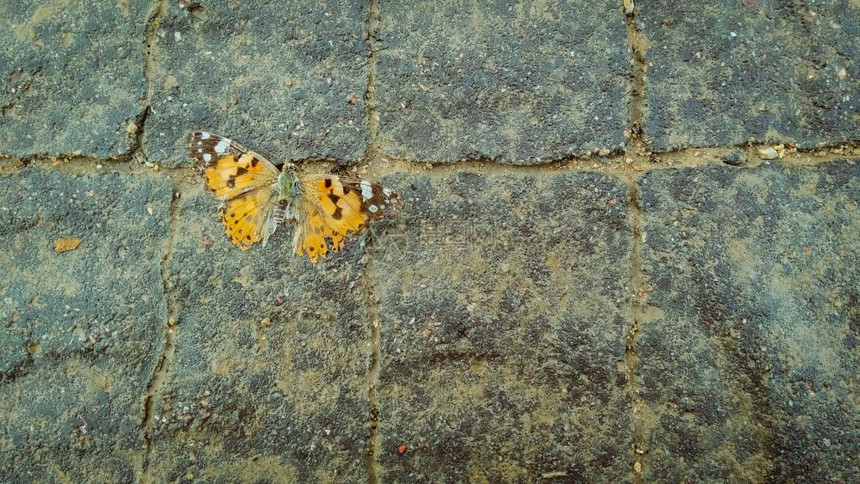 人行道上的蝴蝶图片